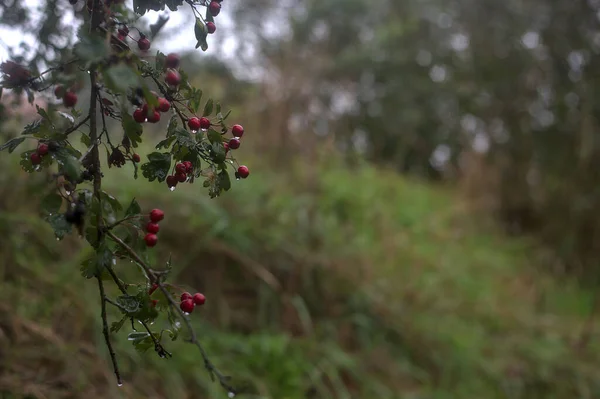 Rote Beeren Auf Einem Zweig Bei Leichtem Regen Herbst Bedeckt — Stockfoto