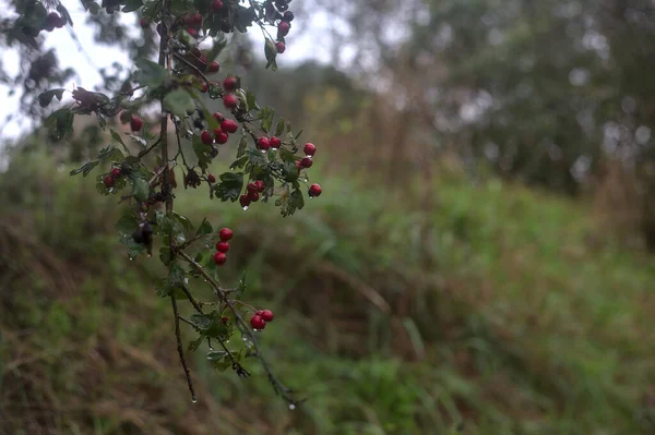 Czerwone Jagody Gałęzi Podczas Lekkich Opadów Jesienią Pokryte Kroplami Deszczu — Zdjęcie stockowe