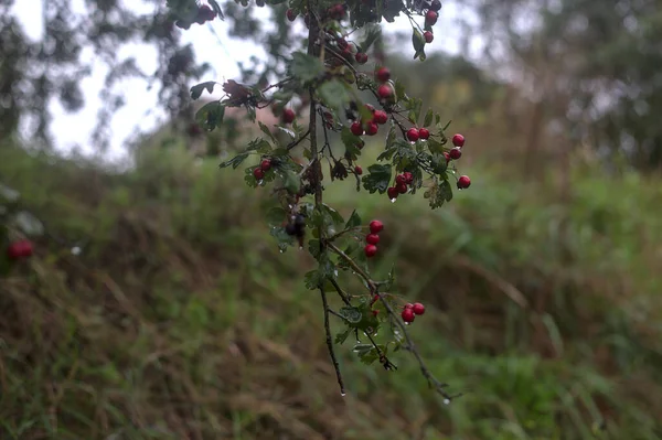 秋に雨に覆われた光の雨の間に枝に赤い果実が落ちる — ストック写真