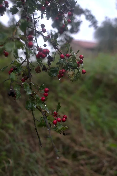 Bacche Rosse Ramo Durante Una Pioggia Leggera Autunno Coperte Gocce — Foto Stock