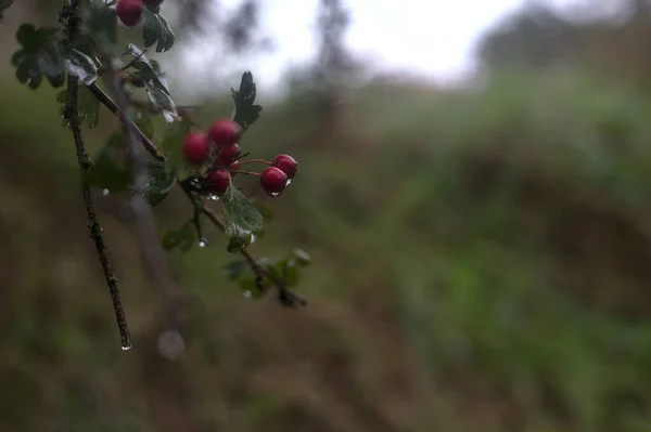 秋に雨に覆われた光の雨の間に枝に赤い果実が落ちる — ストック写真