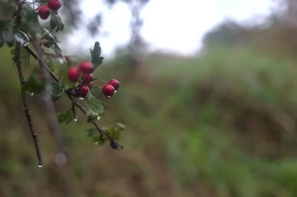 Rote Beeren Auf Einem Zweig Bei Leichtem Regen Herbst Bedeckt — Stockfoto