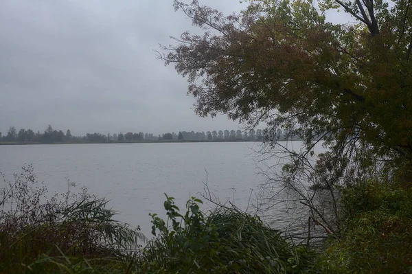 秋天的小雨中 一条被树木环绕的小河 — 图库照片