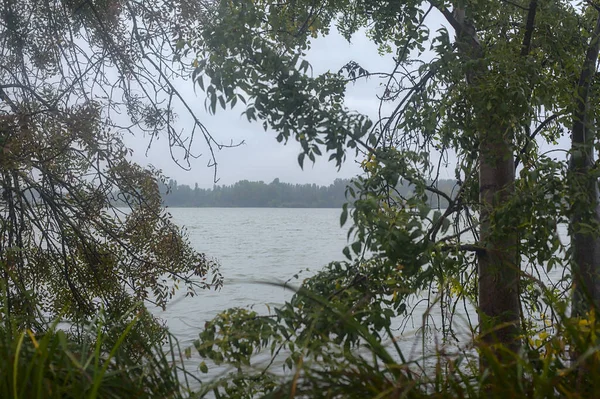 Rzeka Otoczona Drzewami Jesienią Podczas Lekkich Opadów Deszczu — Zdjęcie stockowe