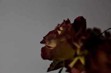 Beyaz arka planda kırmızı ve sarı güller görülür.