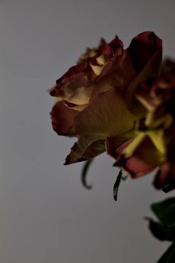 Beyaz arka planda kırmızı ve sarı güller görülür.