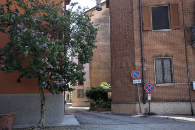 Köşesinde çiçek açan bir ambar ağacı olan gölgede dar bir sokak.