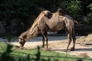 Camels eating and sitting on the ground in a zoo enclosure at sunset