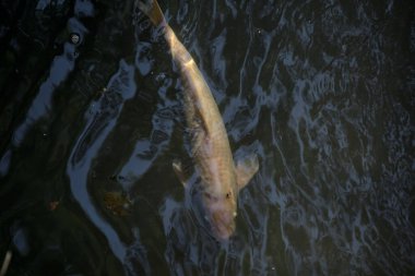 Koi sazanları su yüzeyinden görünen bir gölette yüzüyorlar.