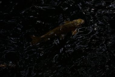 Koi sazanları su yüzeyinden görünen bir gölette yüzüyorlar.