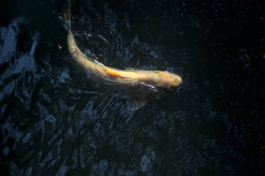 Koi sazanları su yüzeyinden görünen bir gölette yüzüyorlar.