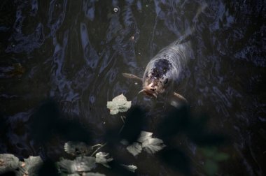 Koi sazanları su yüzeyinden görünen bir gölette yüzüyorlar.