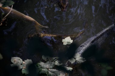 Koi sazanları su yüzeyinden görünen bir gölette yüzüyorlar.