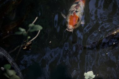 Koi sazanları su yüzeyinden görünen bir gölette yüzüyorlar.