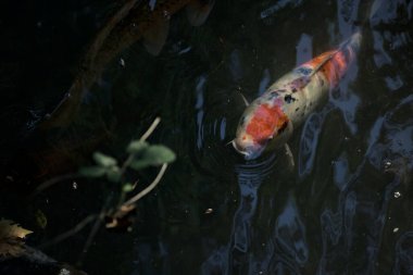 Koi sazanları su yüzeyinden görünen bir gölette yüzüyorlar.