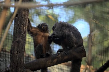 Gün batımında hayvanat bahçesindeki maymunlar