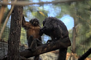 Gün batımında hayvanat bahçesindeki maymunlar