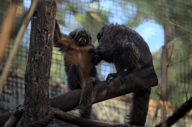 Gün batımında hayvanat bahçesindeki maymunlar