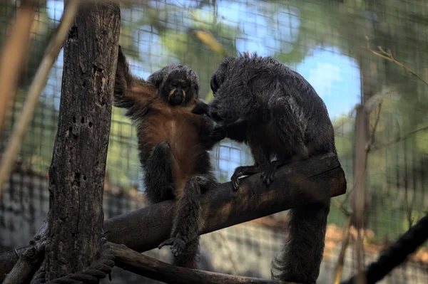 Gün batımında hayvanat bahçesindeki maymunlar