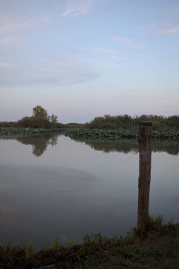 Bataklıkta bir nehir. Bitkiler ve ağaçlar suya dökülmüş. Gün batımında uzaktan görülebiliyor.