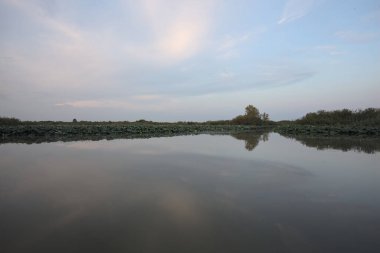 Bataklıkta bir nehir. Bitkiler ve ağaçlar suya dökülmüş. Gün batımında uzaktan görülebiliyor.