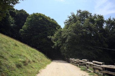 Güneşli bir günde, dağ yamacındaki bir ormana giden ahşap bir tırabzanla çevrili patika.