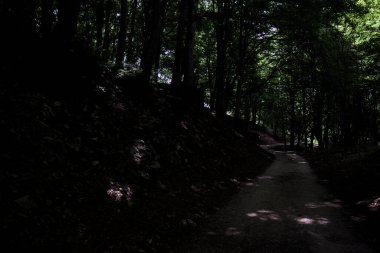Güneşli bir günde dağın yamacında bir korunun gölgesinde patika.
