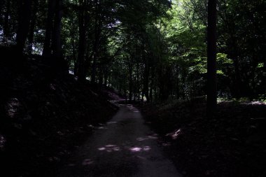 Güneşli bir günde dağın yamacında bir korunun gölgesinde patika.