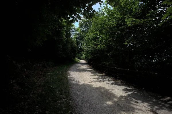 Güneşli bir günde ağaçların tepesinden dökülen gölgelerin olduğu bir koruluktan geçen patika.