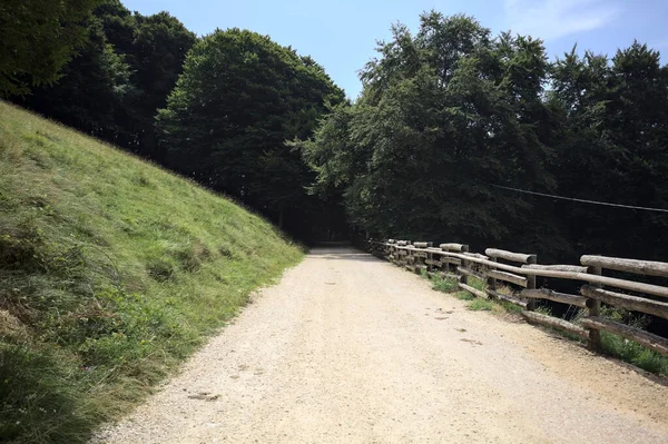 Güneşli bir günde, dağ yamacındaki bir ormana giden ahşap bir tırabzanla çevrili patika.