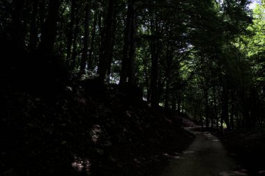 Güneşli bir günde dağın yamacında bir korunun gölgesinde patika.