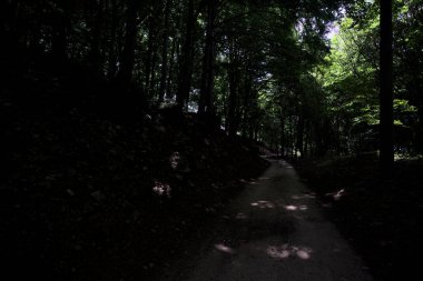 Güneşli bir günde dağın yamacında bir korunun gölgesinde patika.
