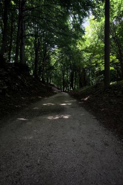 Güneşli bir günde dağın yamacında bir korunun gölgesinde patika.