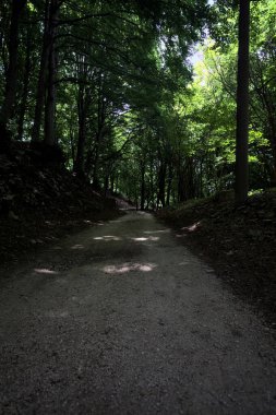 Güneşli bir günde dağın yamacında bir korunun gölgesinde patika.