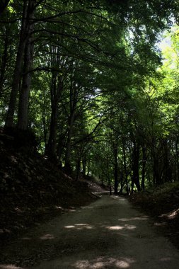 Güneşli bir günde dağın yamacında bir korunun gölgesinde patika.