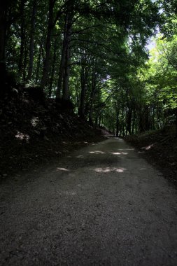 Güneşli bir günde dağın yamacında bir korunun gölgesinde patika.