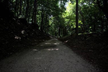 Güneşli bir günde dağın yamacında bir korunun gölgesinde patika.
