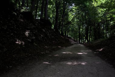 Güneşli bir günde dağın yamacında bir korunun gölgesinde patika.