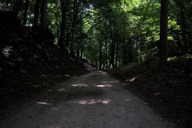 Güneşli bir günde dağın yamacında bir korunun gölgesinde patika.