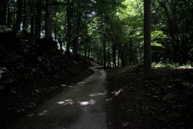 Güneşli bir günde dağın yamacında bir korunun gölgesinde patika.