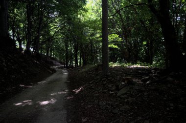 Güneşli bir günde dağın yamacında bir korunun gölgesinde patika.