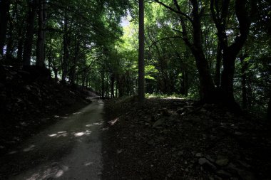 Güneşli bir günde dağın yamacında bir korunun gölgesinde patika.