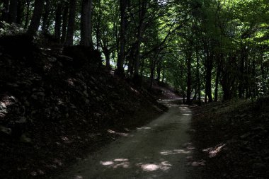 Güneşli bir günde dağın yamacında bir korunun gölgesinde patika.