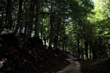 Güneşli bir günde dağın yamacında bir korunun gölgesinde patika.