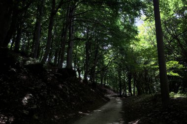 Güneşli bir günde dağın yamacında bir korunun gölgesinde patika.