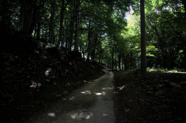 Güneşli bir günde dağın yamacında bir korunun gölgesinde patika.