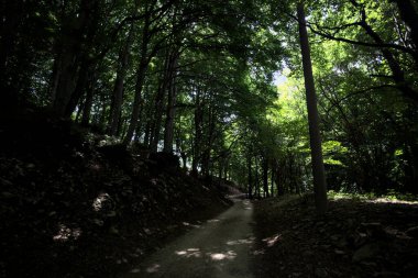 Güneşli bir günde dağın yamacında bir korunun gölgesinde patika.