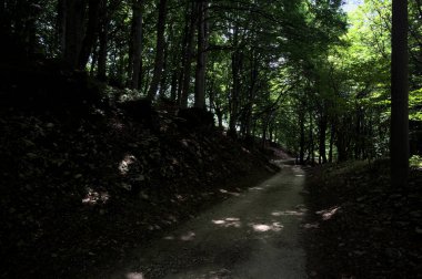 Güneşli bir günde dağın yamacında bir korunun gölgesinde patika.