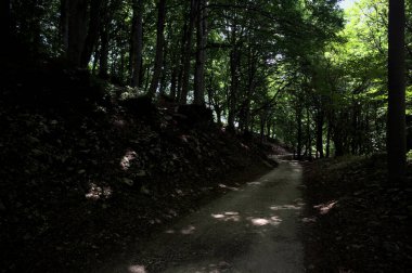 Güneşli bir günde dağın yamacında bir korunun gölgesinde patika.