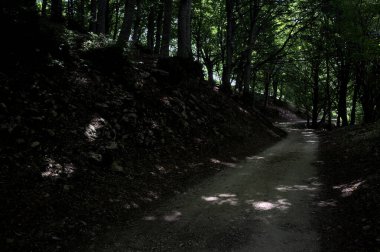 Güneşli bir günde dağın yamacında bir korunun gölgesinde patika.